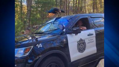 Officers wrangle peacock on top of Sutton police cruiser