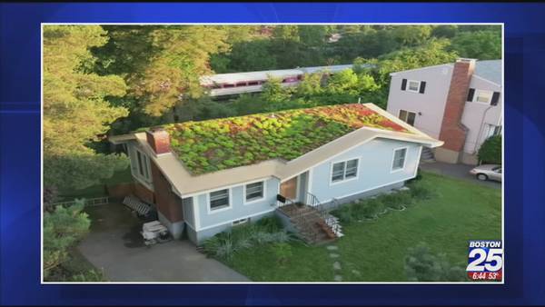Secret gardens atop of houses help cities go green