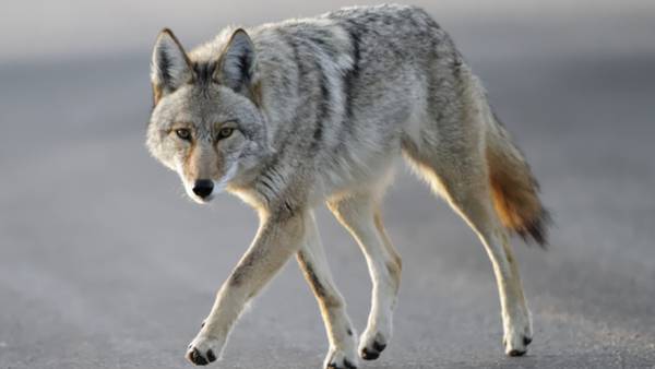 Man attacked by coyote in Swampscott parking lot