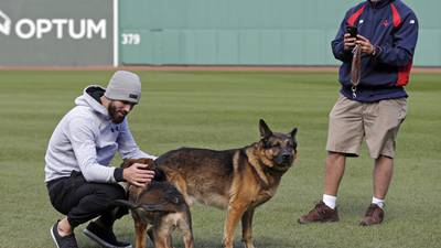 Canton service dog 'O'Hara' honored at Fenway Park
