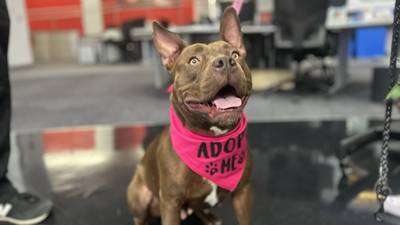 Furever Friday: Calliope looking for a forever home