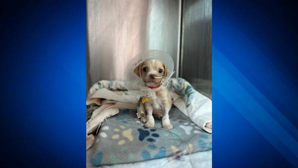 ‘Tuesday’ the dog expected to make full recovery after being abandoned in East Boston, MSPCA says