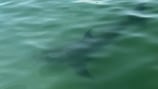 Popular North Shore beach closed after great white shark spotted near shore