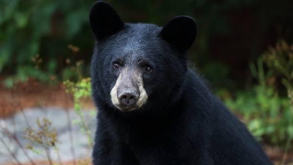 Watch: Black bear roams southwest Florida golf community in viral videos, photos