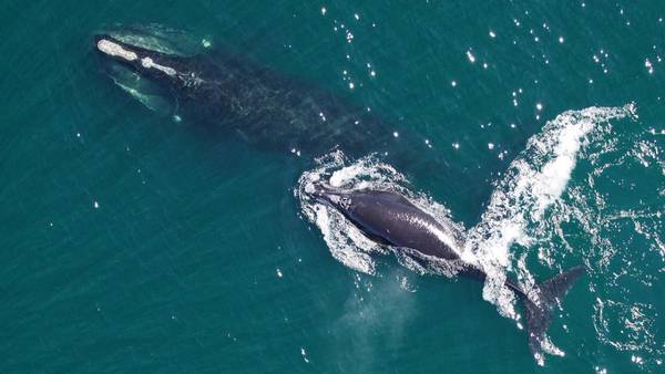 Right whales at center of expected offshore wind lawsuit