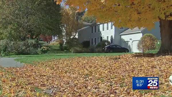 Should you rake your leaves this fall? Here’s why some experts say no