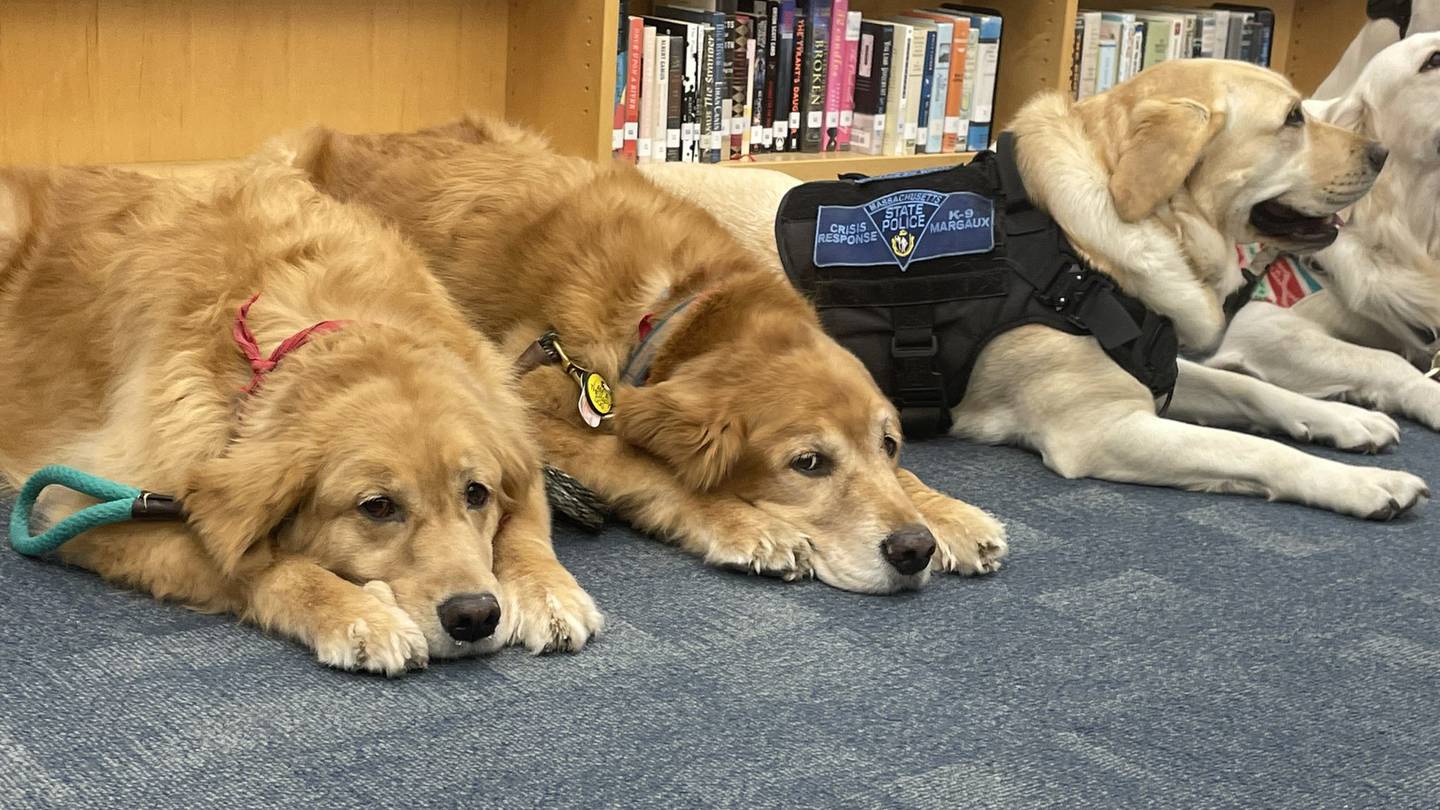 Therapy dogs calm students getting COVID-19 vaccine in Ashland – Boston 25 News