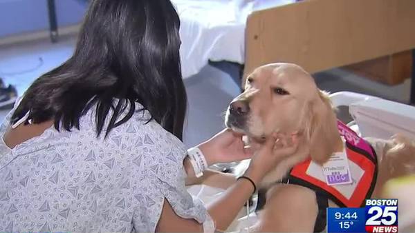 Tufts dog is first-ever service dog in MA pediatric hospital