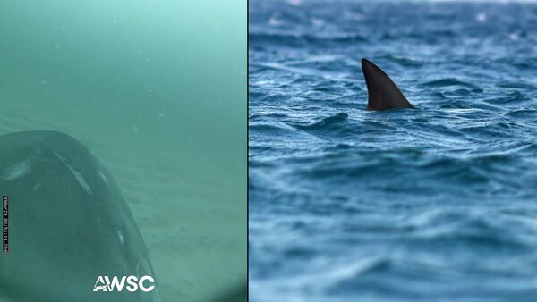 Watch: Cape Cod scientists share underwater video from perspective of great white shark