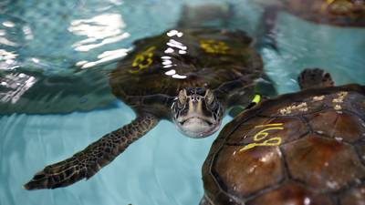 New England Aquarium treats hundreds of cold stunned sea turtles
