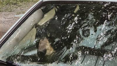 PHOTOS: Bear destroys car in Connecticut