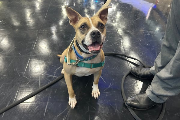 Furever Friday: Mix-breed pup Pasta looking for a forever home