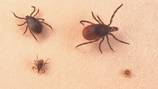 Local expert explains the new and old dangers with tick season in New England 