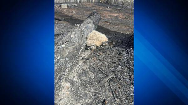 Firefighters rescue baby owl whilst battling brush fire in Danvers