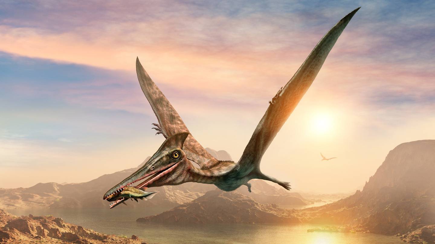 Photo of D’énormes reptiles volants ont rampé dans le ciel au-dessus de l’Australie il y a 107 millions d’années