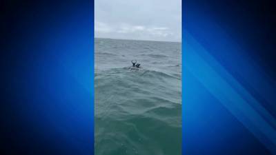 WATCH: Two bucks spotted swimming off Nantucket coast