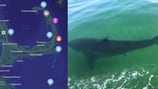 Sharks are coming within feet of Massachusetts beaches. See a list of recently spotted great whites