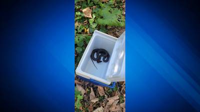 Snake found in closet of Cape Cod home