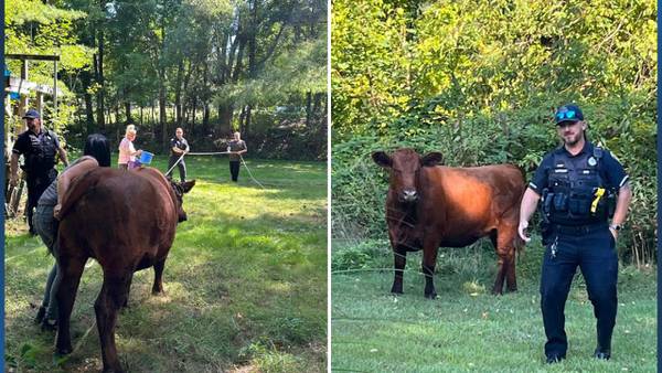 On the mooove: Wayward cow corralled by East Bridgewater officers after two-hour pursuit