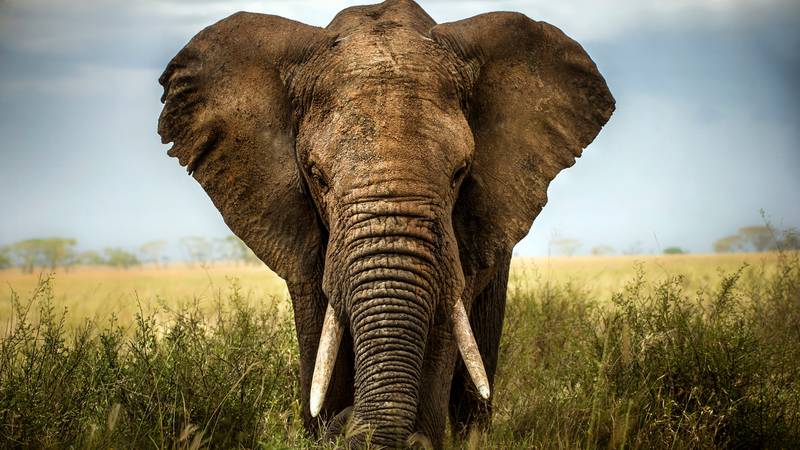 A woman was killed and others were injured after an elephant charged at their truck during a safari trip in Zambia.