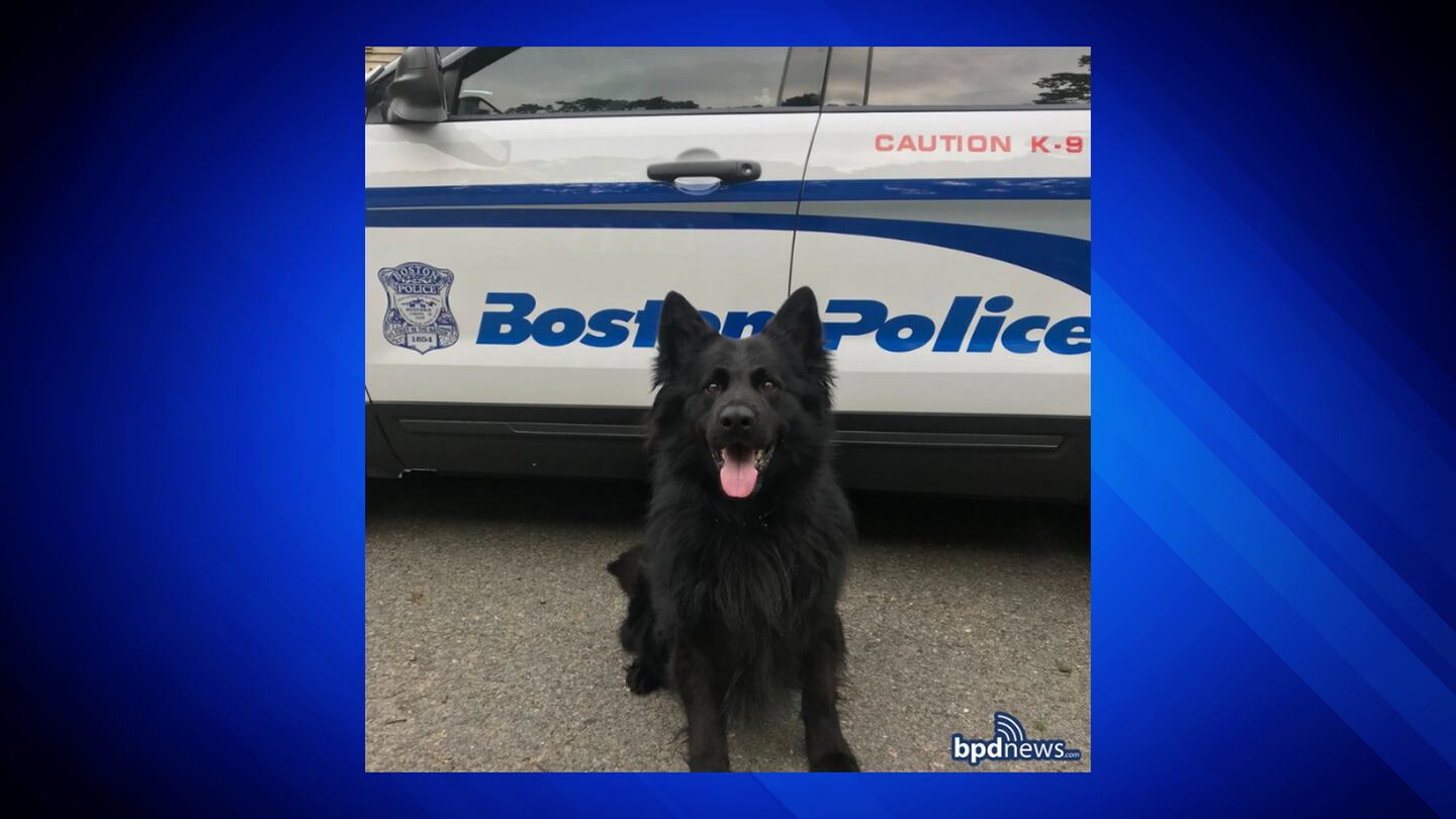 波士顿警察哀悼退役警犬Dexter的离世