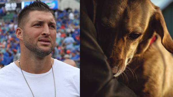 Tim Tebow shares tearful goodbye video for Bronco, 'one of the best dogs ever'