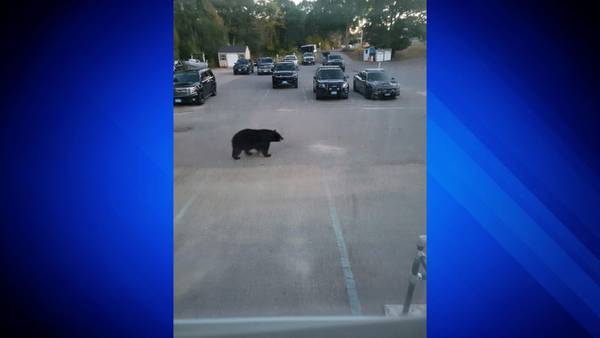 Bear Jordan: Pembroke basketball court closed due to black bear presence