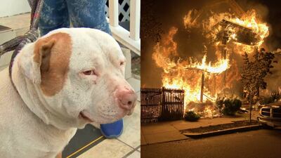‘Would have died if it wasn’t for him’: Dog alerts residents to fire that destroyed Brockton homes