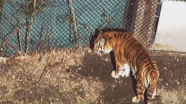 Anala - Franklin Park Zoo tiger
