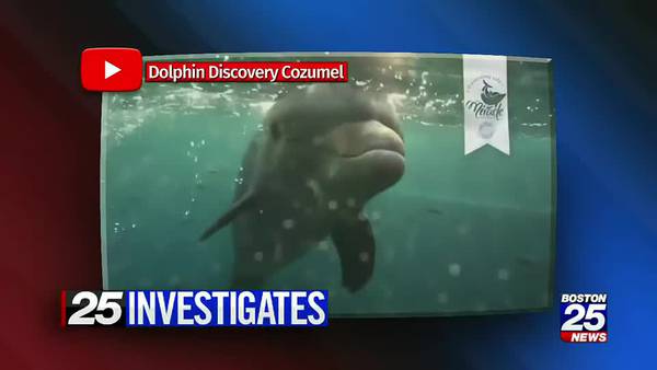 25 Investigates: Acushnet woman attacked by dolphin while on vacation, leaving her with broken back