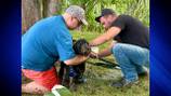 Crews work to free dog from Lynnfield marsh