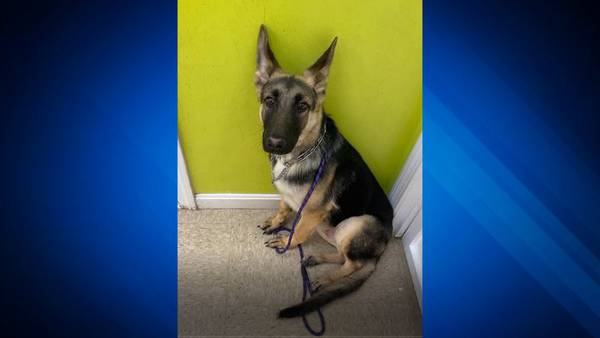 Pup abandoned at Salem park, police searching for owner