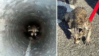 Brockton firefighters rescue raccoon stuck inside traffic pole