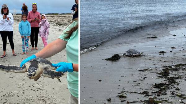 Endangered sea turtles returned to wild after long recovery with NEAQ staff