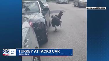 ‘My jaw was on the floor’: Video shows angry turkey attacking Boston woman’s car