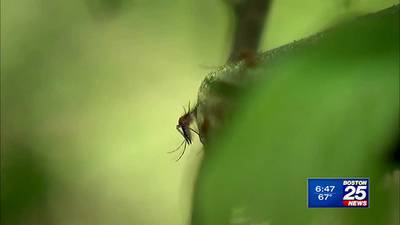 BUG-OFF! Mosquito Control Pros weigh-in on best way to keep the pests at bay