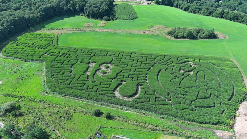 Celtics Kimball Farm Corn Maze