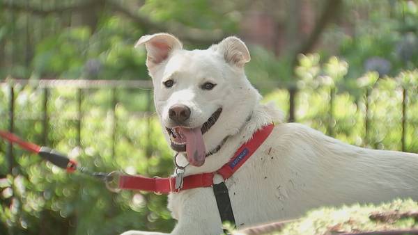 ‘Rabies is nearly fatal’: Many local dog owners hesitant about mandatory vaccine, study finds