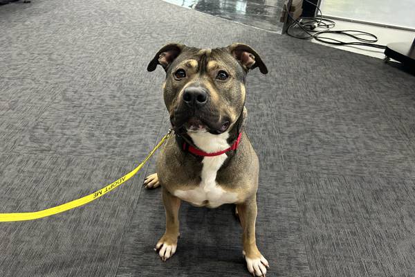 Furever Friday: Pitbull Prince looking for a forever home 