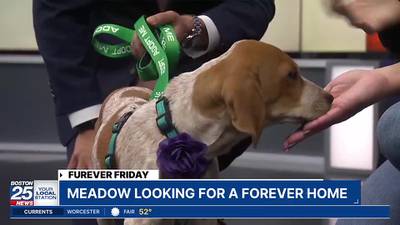 Furever Friday: Meadow looking for a forever home