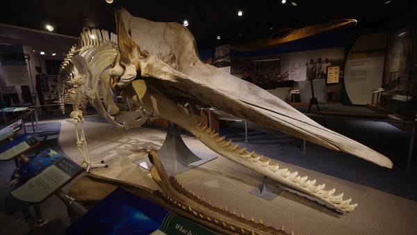 Former New Bedford Whaling Museum employee accused of stealing dozens of artifacts, selling to shops