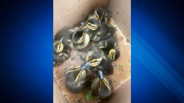 Ducklings rescued from Eastham highway after mother struck by car