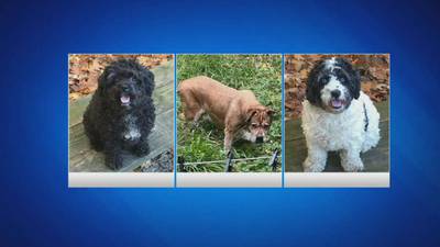 Photos: 3 dogs dead after fire destroys East Bridgewater home