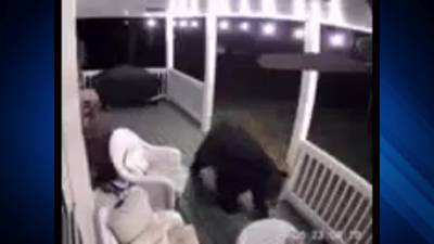 Bear near the big blue house: Holland Police warn of increased black bear sightings