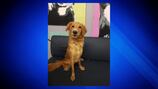 Abandoned dog: Golden Retriever mix found left in crate in Mattapan, city officials say