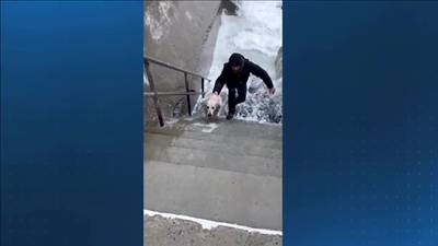 NH couple saves dog trapped on ocean rocks during storm