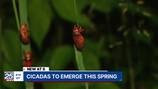 A great bug emergence that hasn’t occurred in hundreds of years set to arrive this Spring