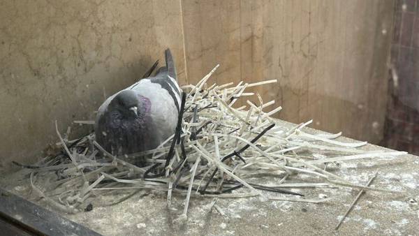 Pigeon builds nest of zip ties at Boston City Hall