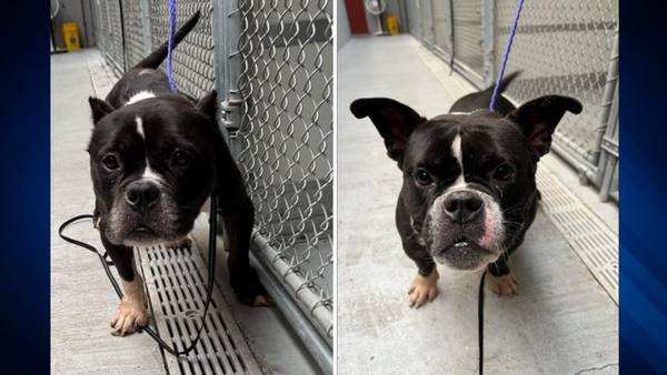 Public’s help sought after two neglected dogs found on side of Framingham road