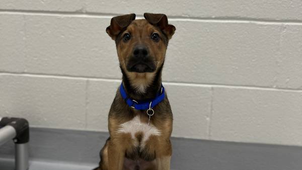 MSPCA puppies available for adoption